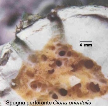 Spugna perforante Clona orientalis